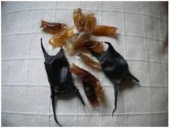 Mermaids' purse